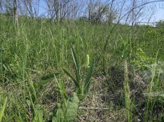 Bellevalia-speciosa_бутонизация